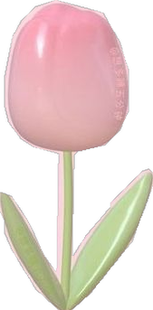 Pink Tulip
