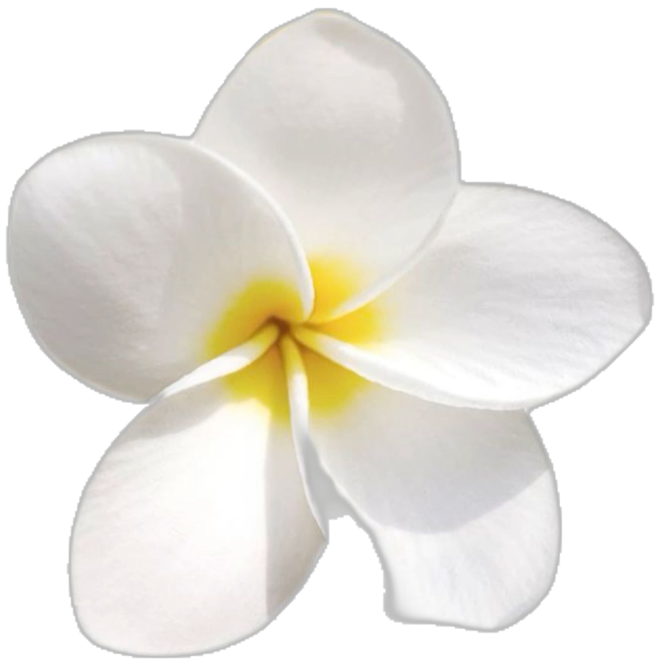 White Plumeria Flower